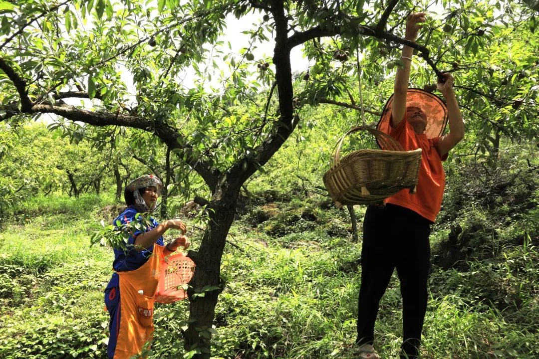 修文縣灑坪鎮(zhèn)蜈蚣橋蜜李成熟 游客紛至沓來(lái)
